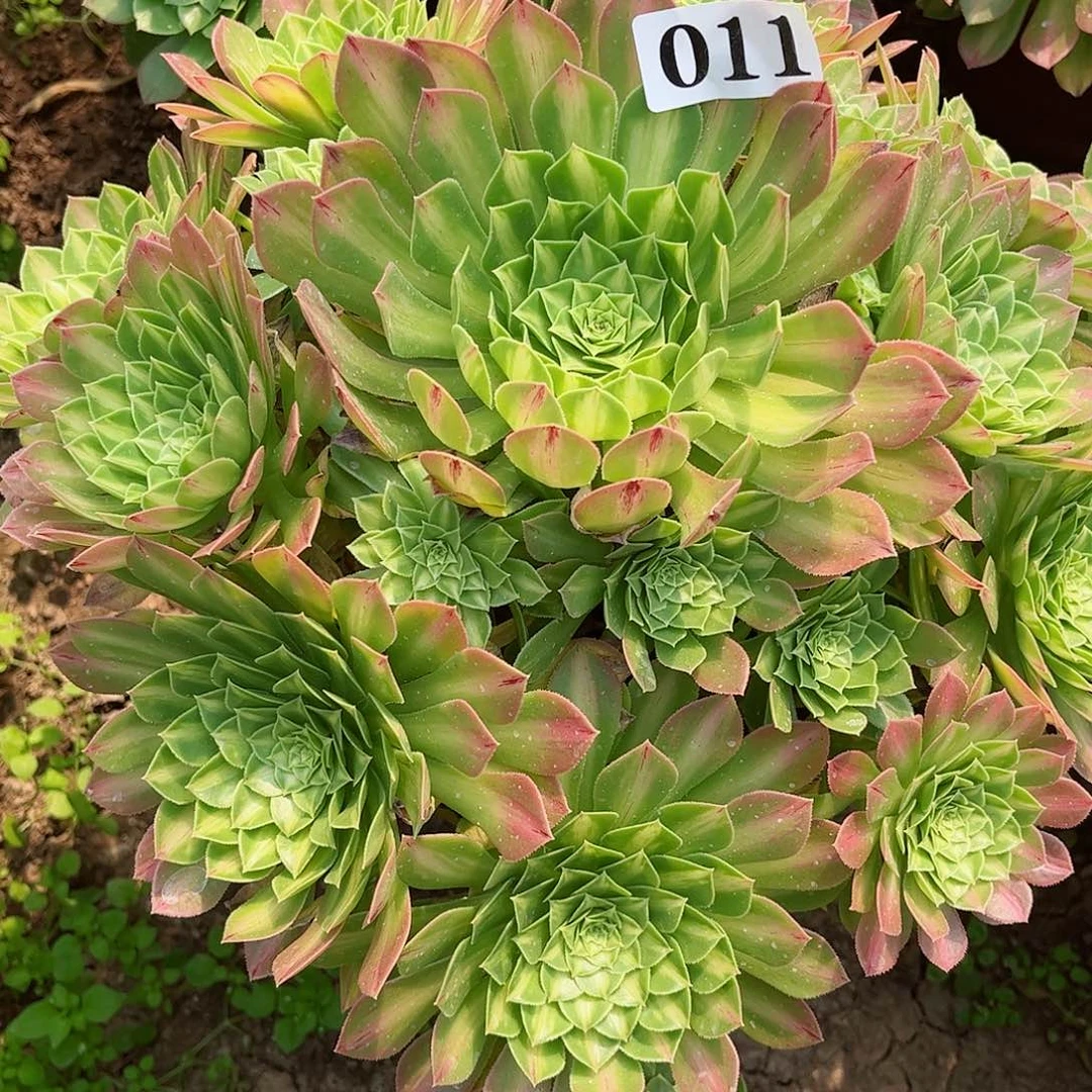 多肉植物011多肉