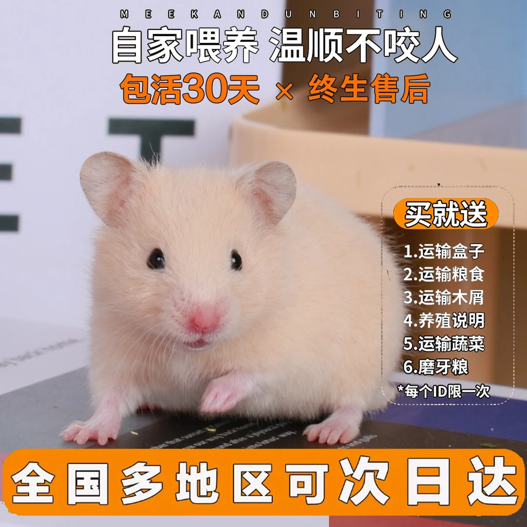 【一只笨鼠】仓鼠活物宠物已打疫苗金丝熊米熊活物活体小布丁银狐