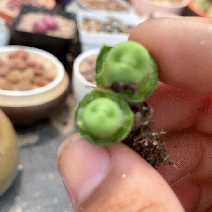 19560嘟嘟嘴一颗