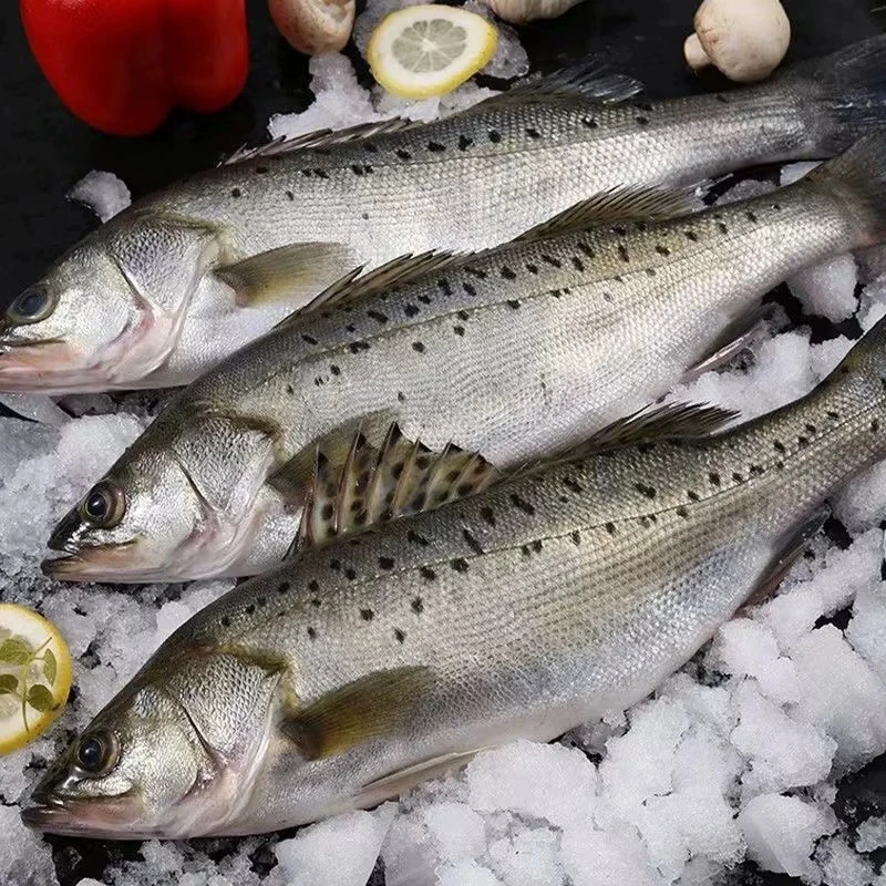 东山岛海捕鲈鱼8两-1斤/条速冻鲈鱼冷冻海鱼鲜嫩到手5条