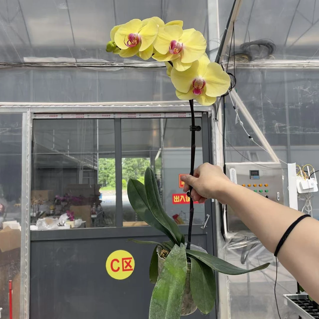 《大菠萝》3.5寸杯精品蝴蝶兰  轻奢高级 室内花花