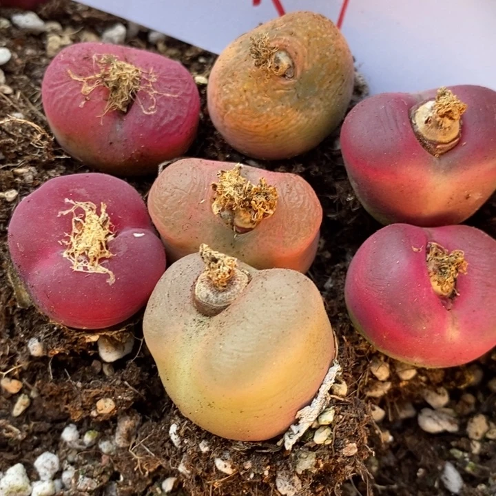 3070有伤一组一组