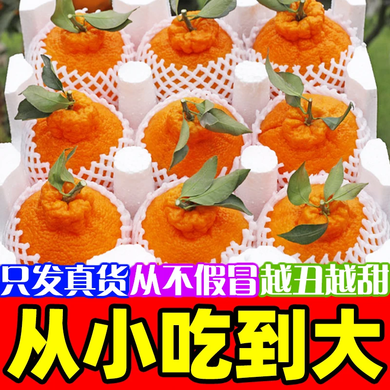 四川正宗不知火丑橘5/9斤新鲜水果现摘甜润多汁丑柑橘八怪柑桔BB