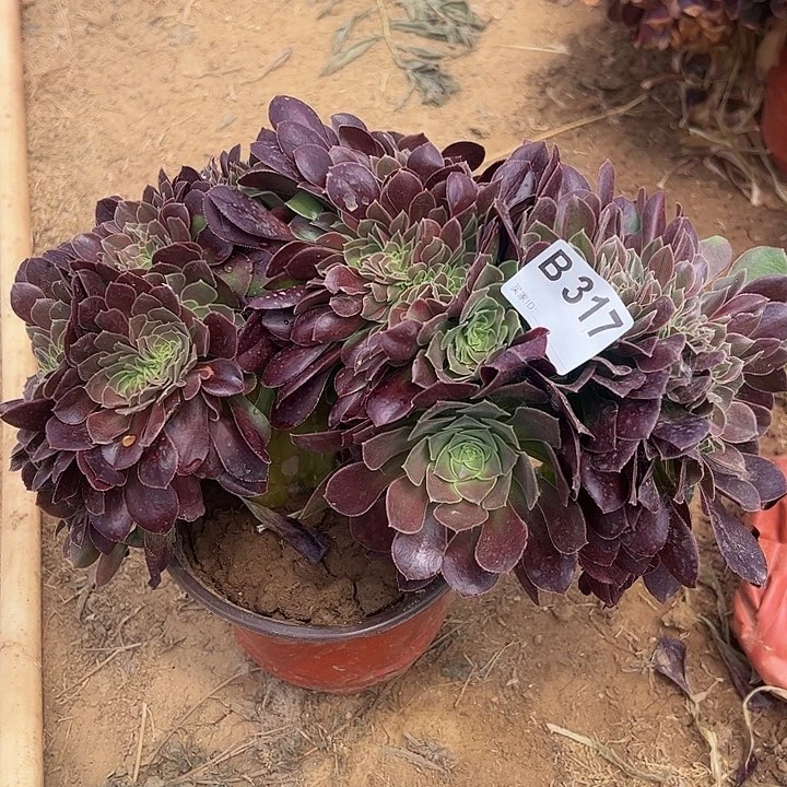 玫瑰缀多肉植物317