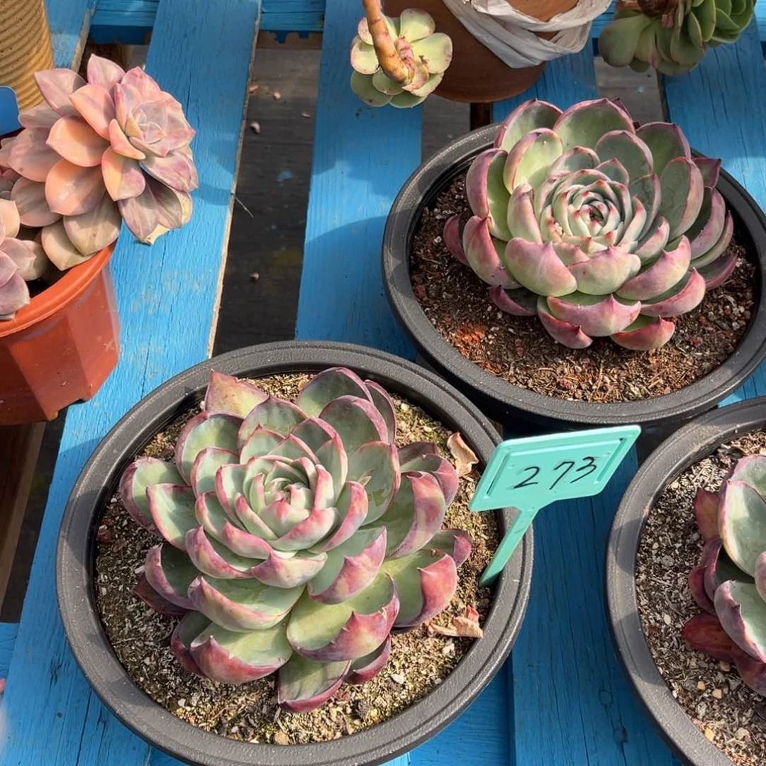 小雨多肉惊鸿仙子