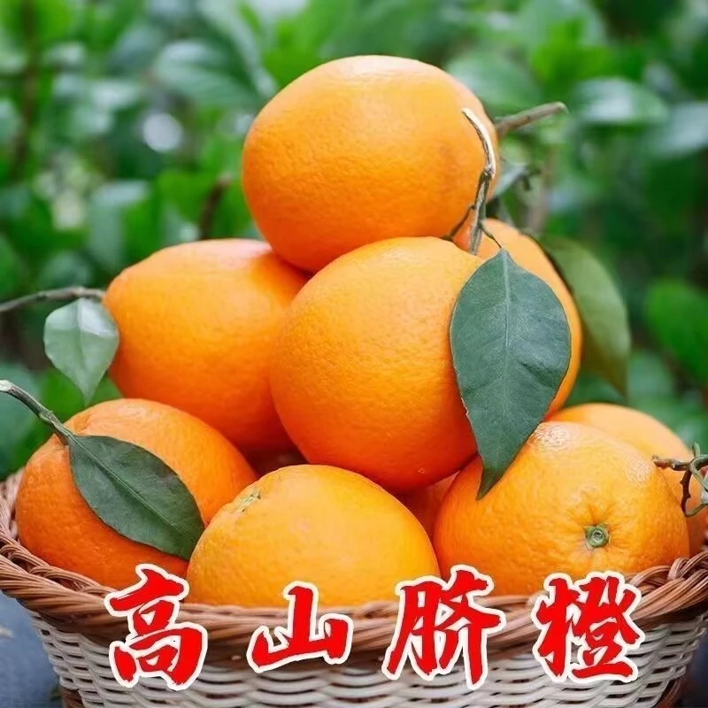 正宗古田脐橙现摘现发10/20斤新鲜水果橙子细腻鲜甜团购送礼佳品