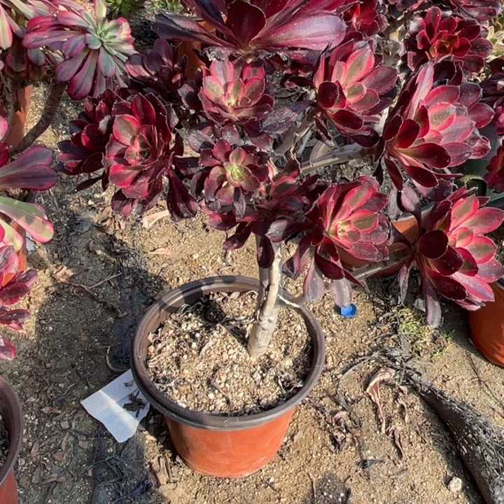 174号丽娜多肉植物