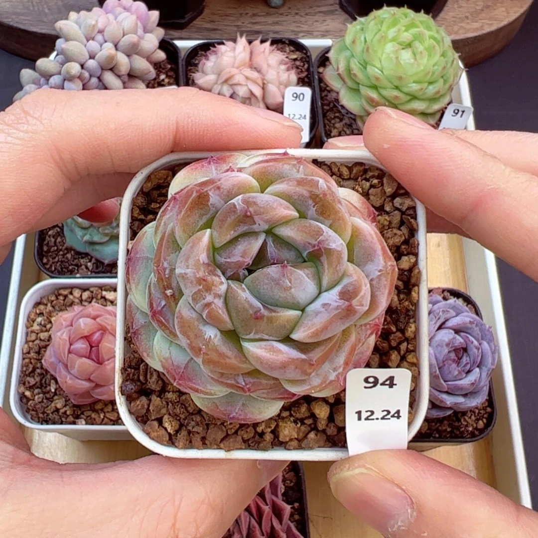 好好看94、哈哈哈哈