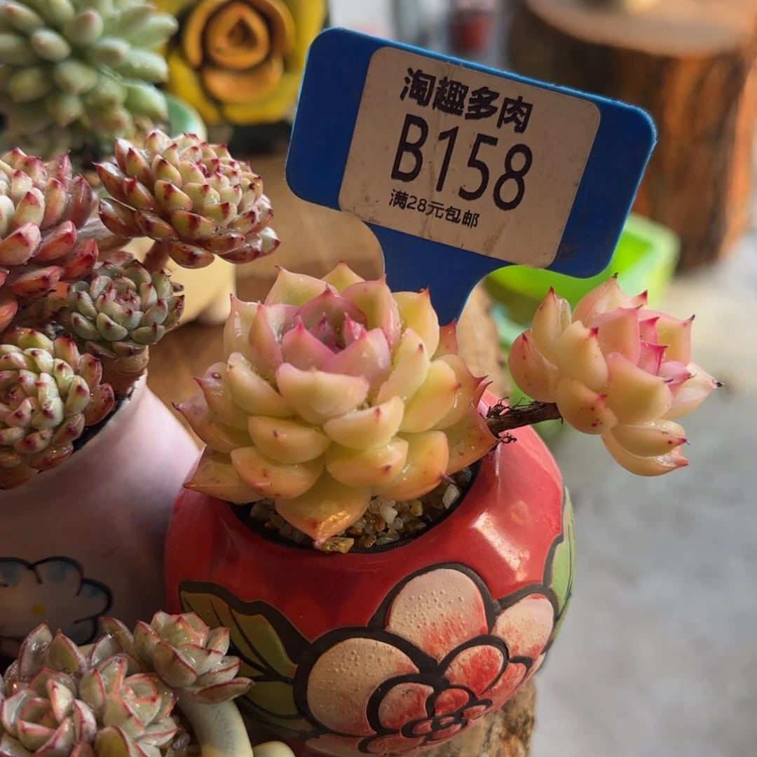 喵多肉植物1234567899