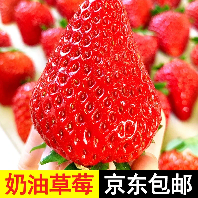 【京东速运发货很快】巨鑫正宗99红颜大奶油草莓新鲜水果现摘现发