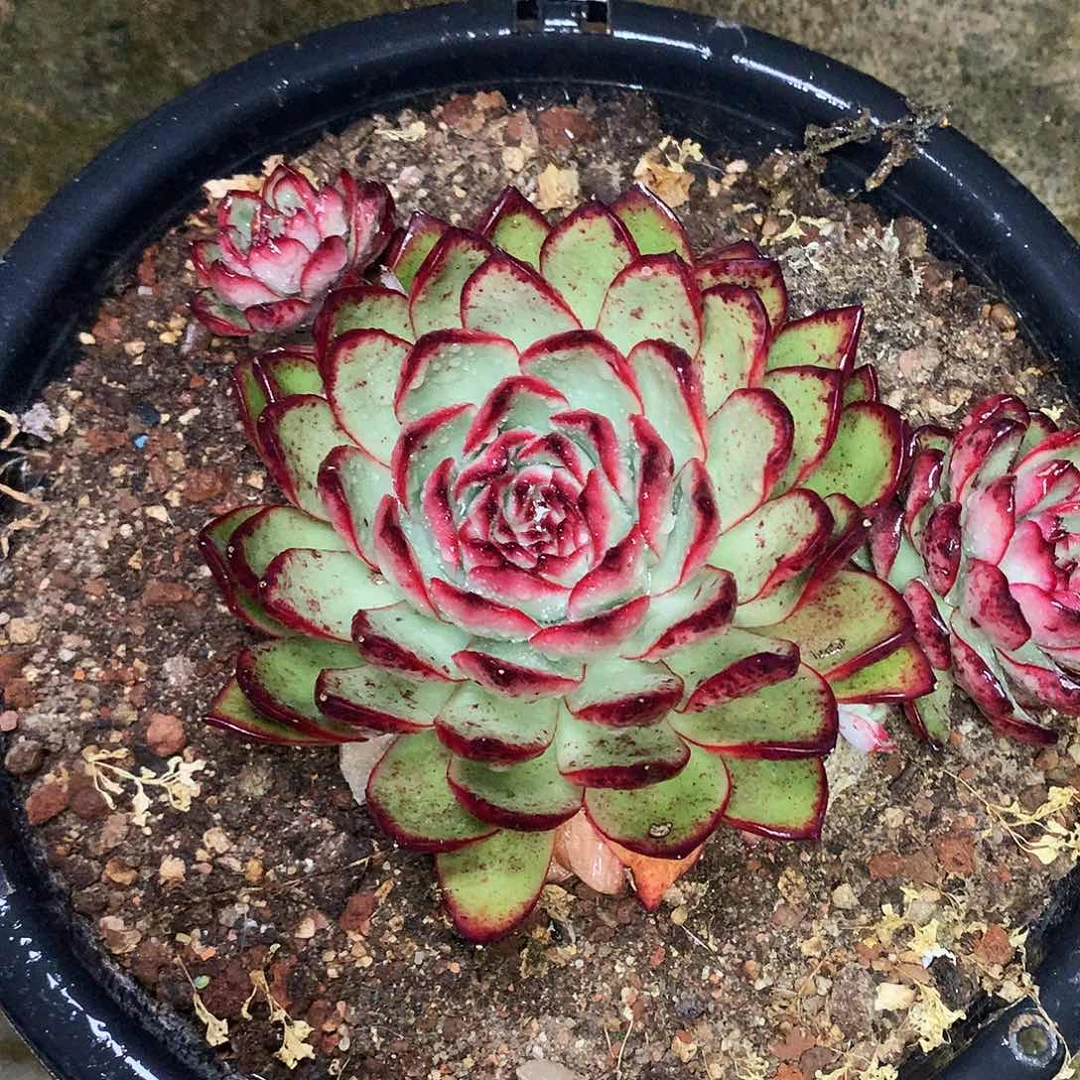 宝利一物一拍10-31