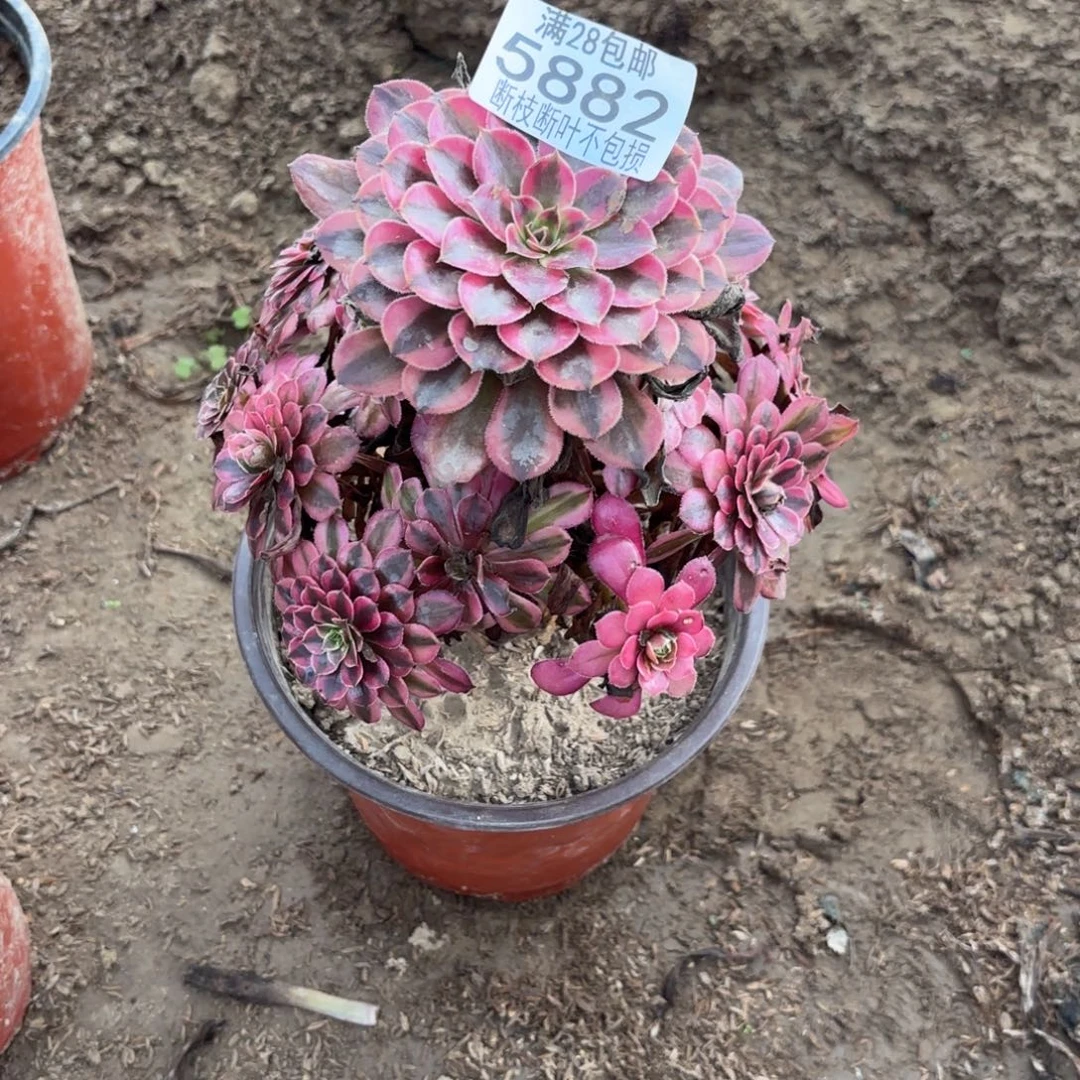R. 5882黑铜白122多肉