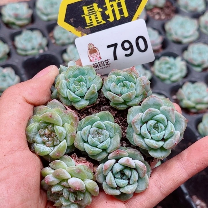 多肉植物多肉植物