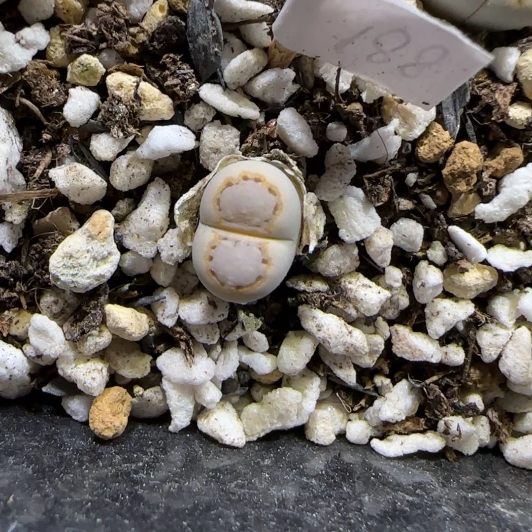 10.23。 216饼干。   2040