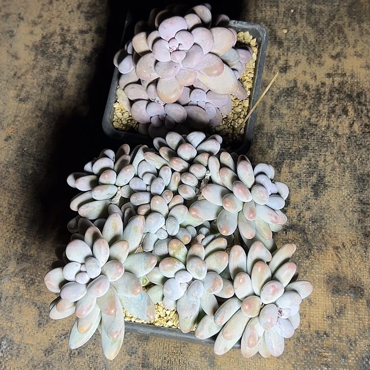 原始奶酪群生多头多肉