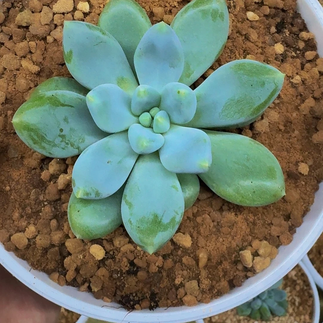 黄胖体 哥特 单头 一物一拍