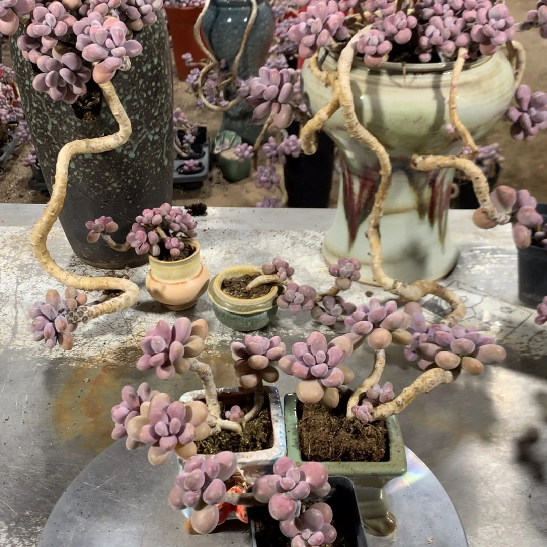 桃蛋老桩不带盆3颗6号