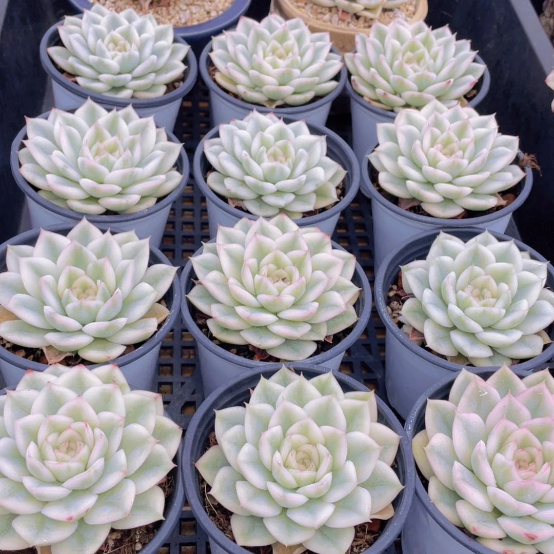 量拍47号 月亮仙子锦单头2个