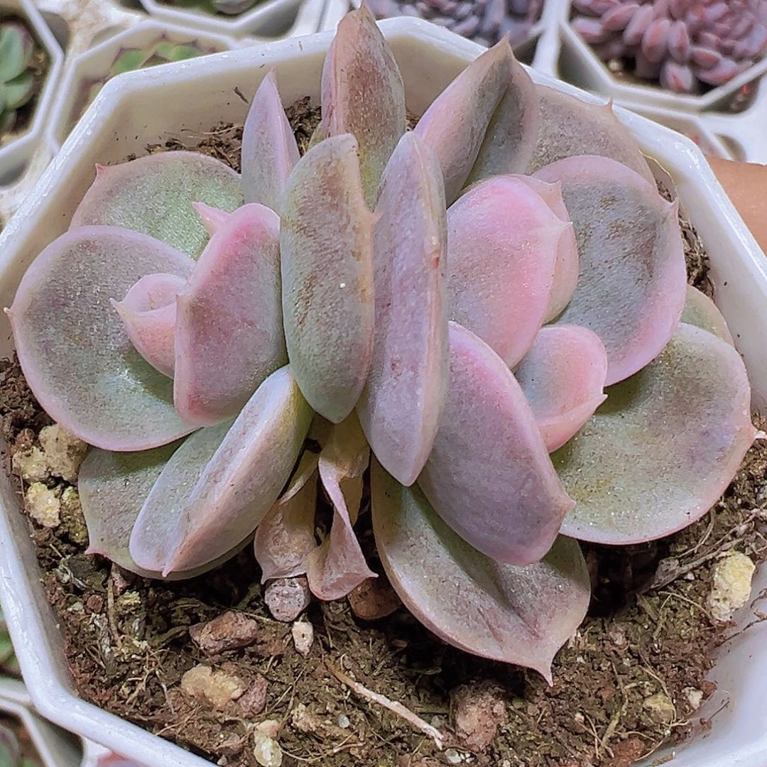 双头蓝色惊喜锦19包邮