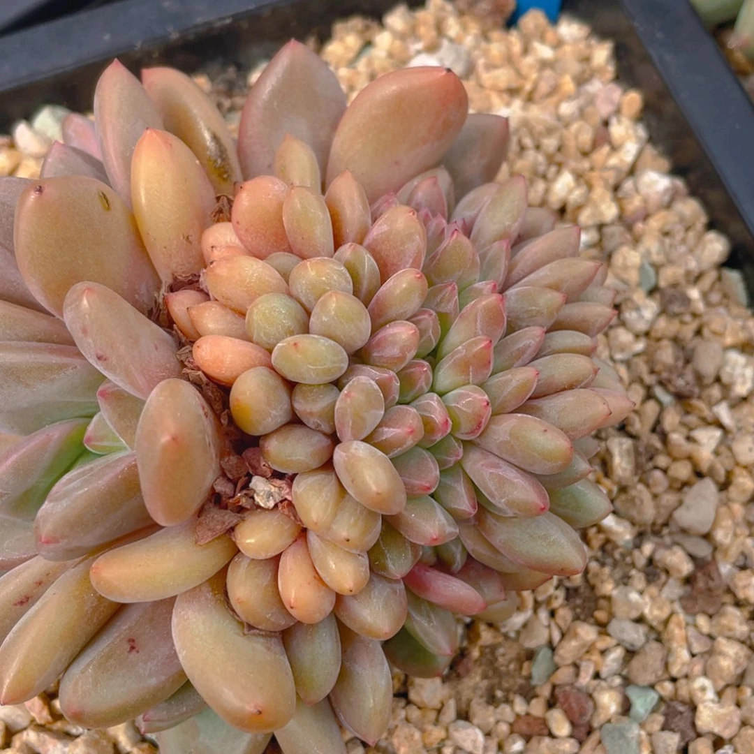 0627-7-凌雪缀化一颗