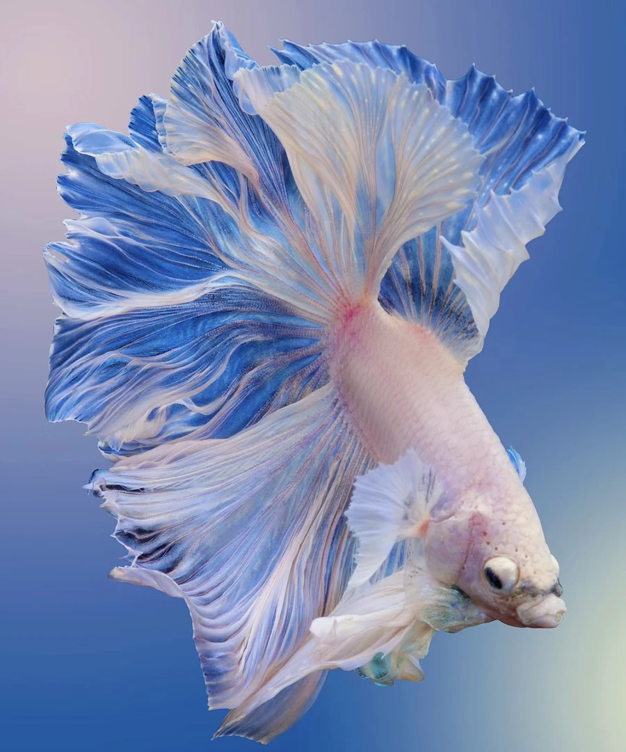 A3(49-72)泰国斗鱼小型热带观赏鱼、耐活（直播间选鱼）