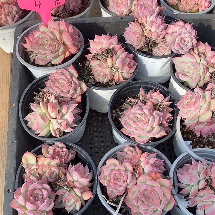 多头侧影 福利多多