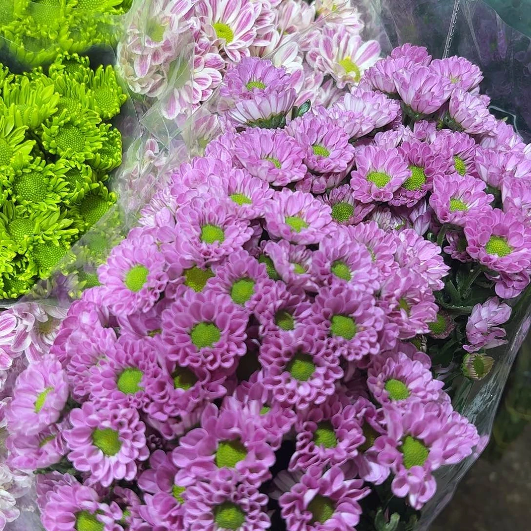 海南 水蜜桃小菊10支