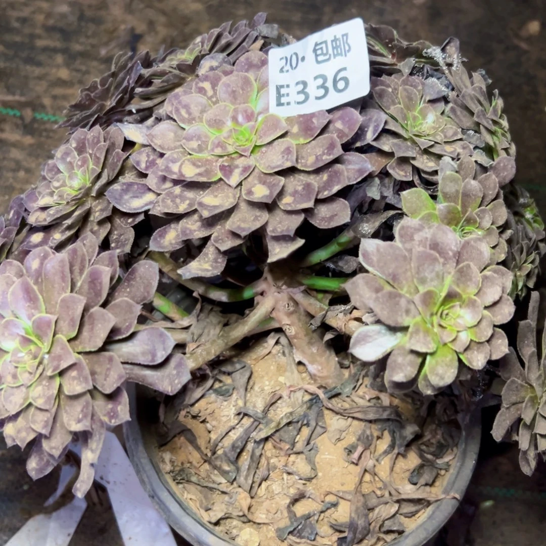 336黑铜，处理，满20包邮