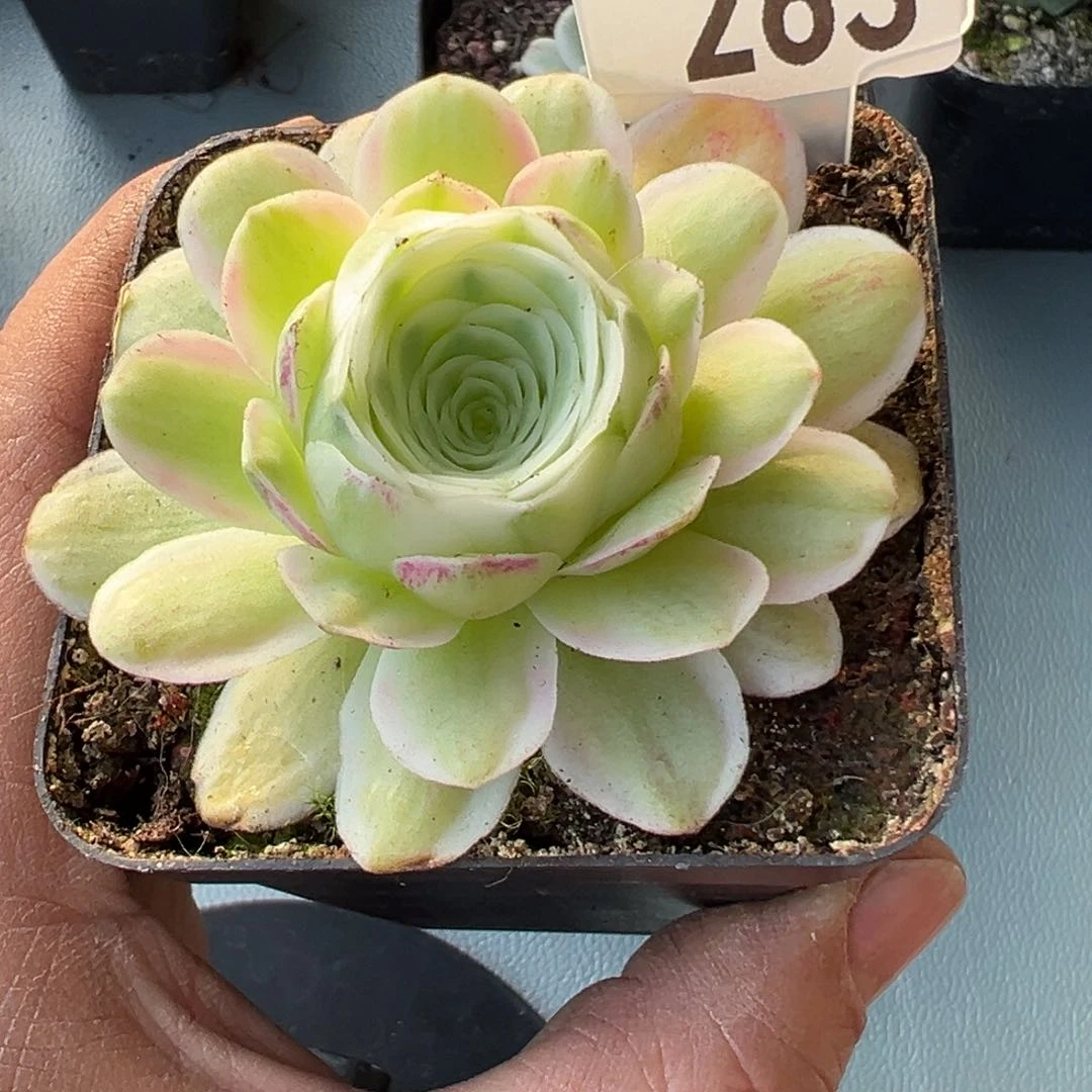 孟**唐冬雪263山地玫瑰多肉