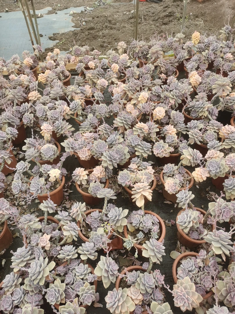 多肉植物通用链接一物一拍