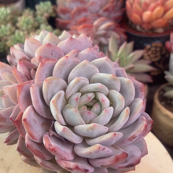 多头橙梦露多肉植物