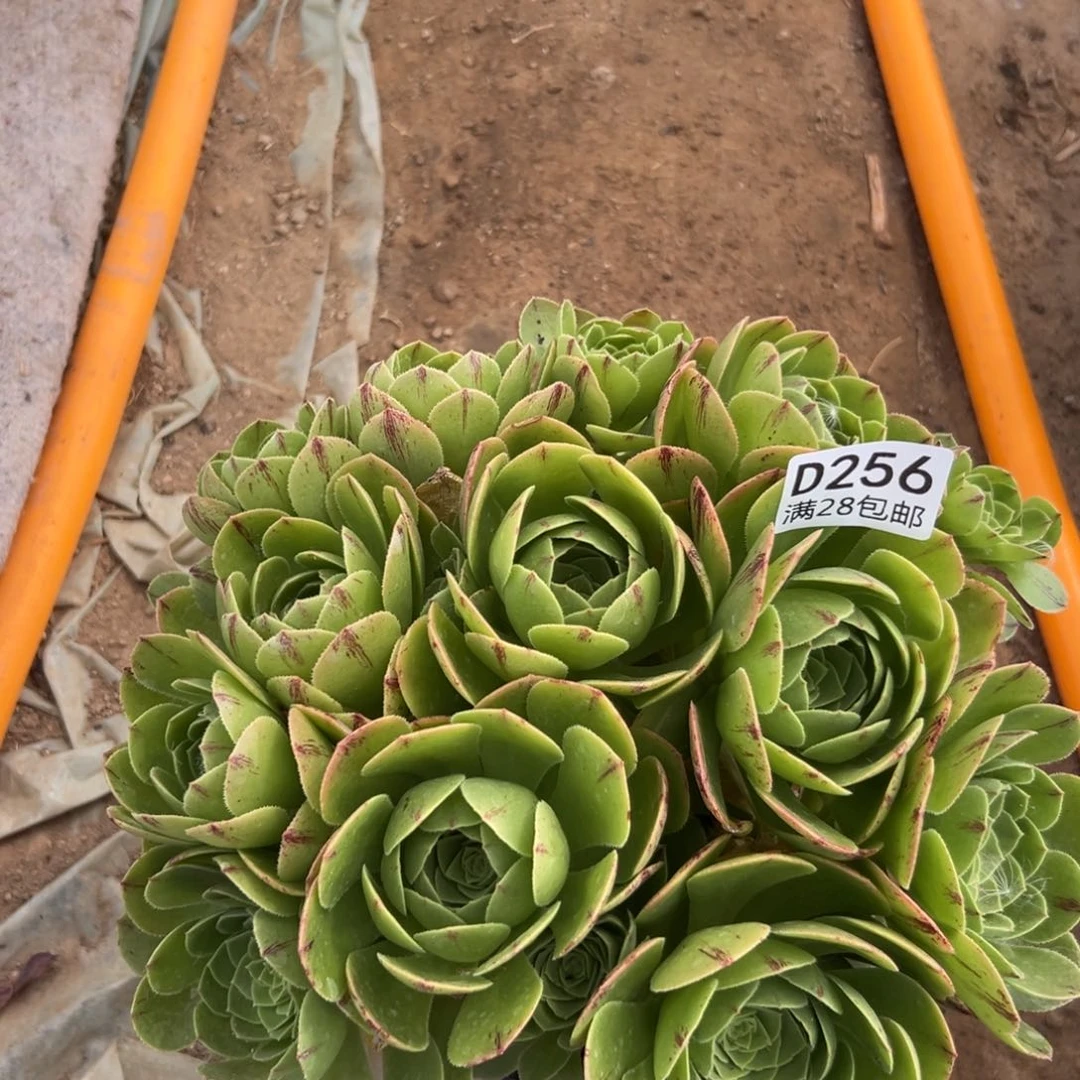 256多肉   绿魔