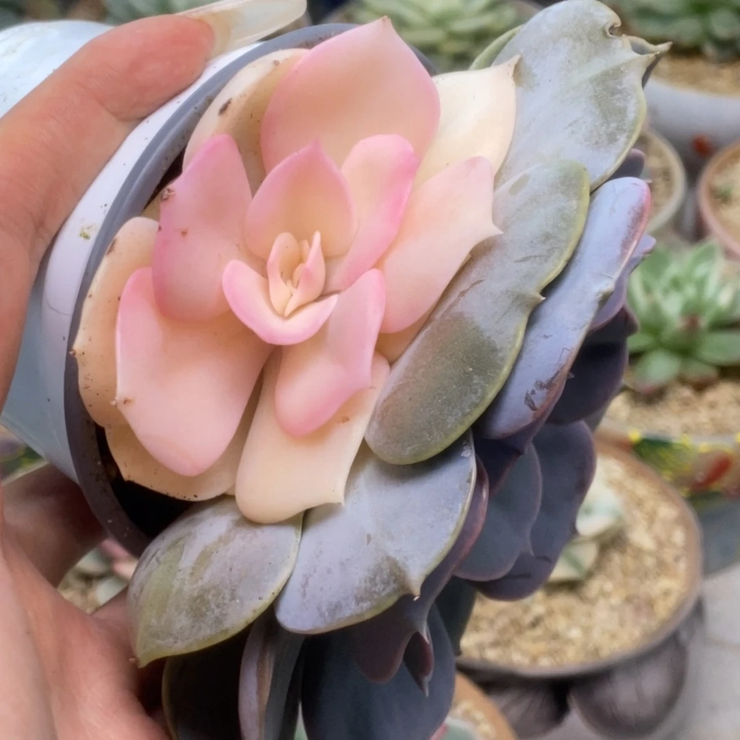 双子座锦锦锦锦锦锦锦锦