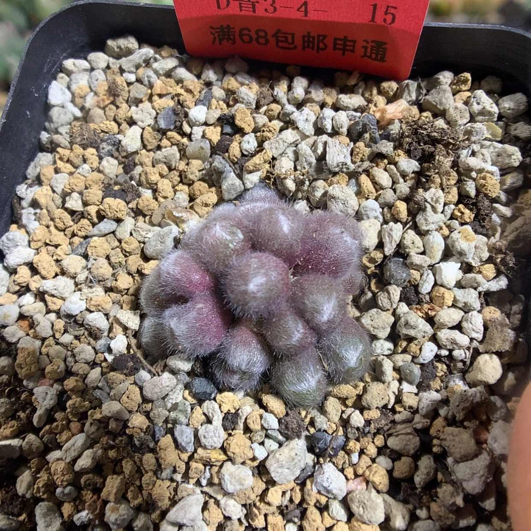 【闪购商品】3-4-15 毛球一群 50