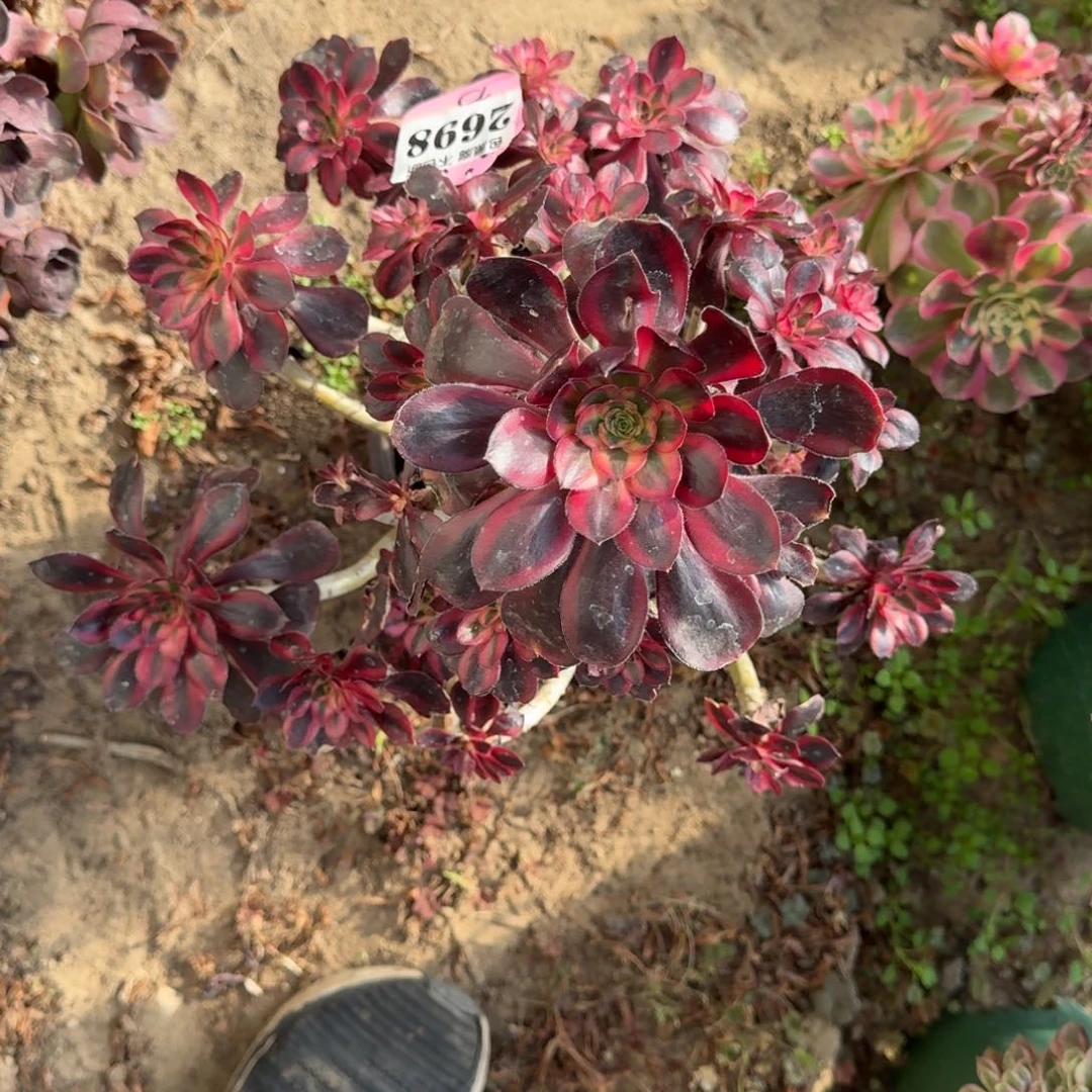 16-50法师香奈儿2698