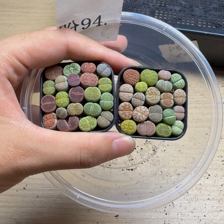 好***礼多肉植物的生长发育94