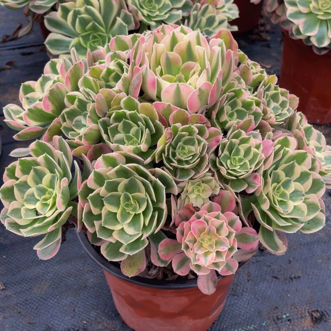 468七彩石精品法师多肉