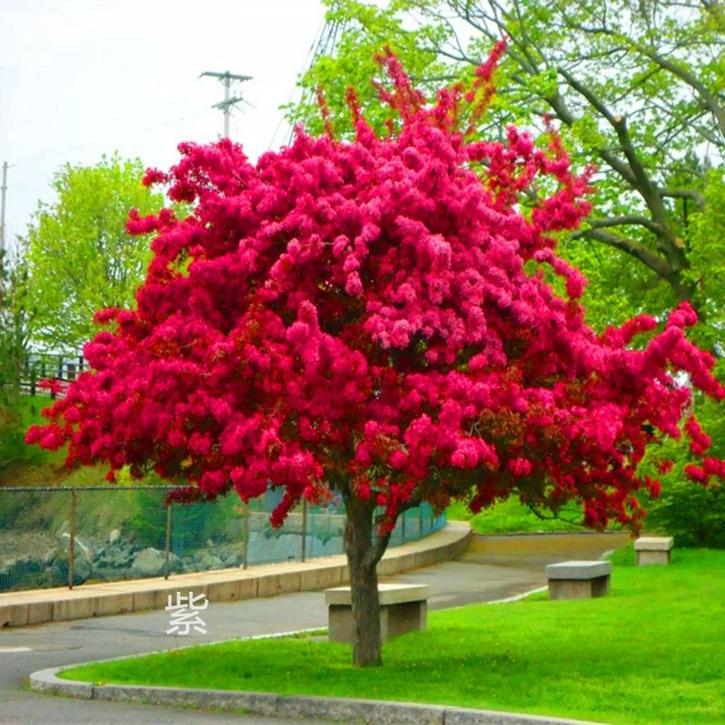 海棠花树苗庭院别墅花卉植物室内外花卉北美西府垂丝海棠绿化树苗