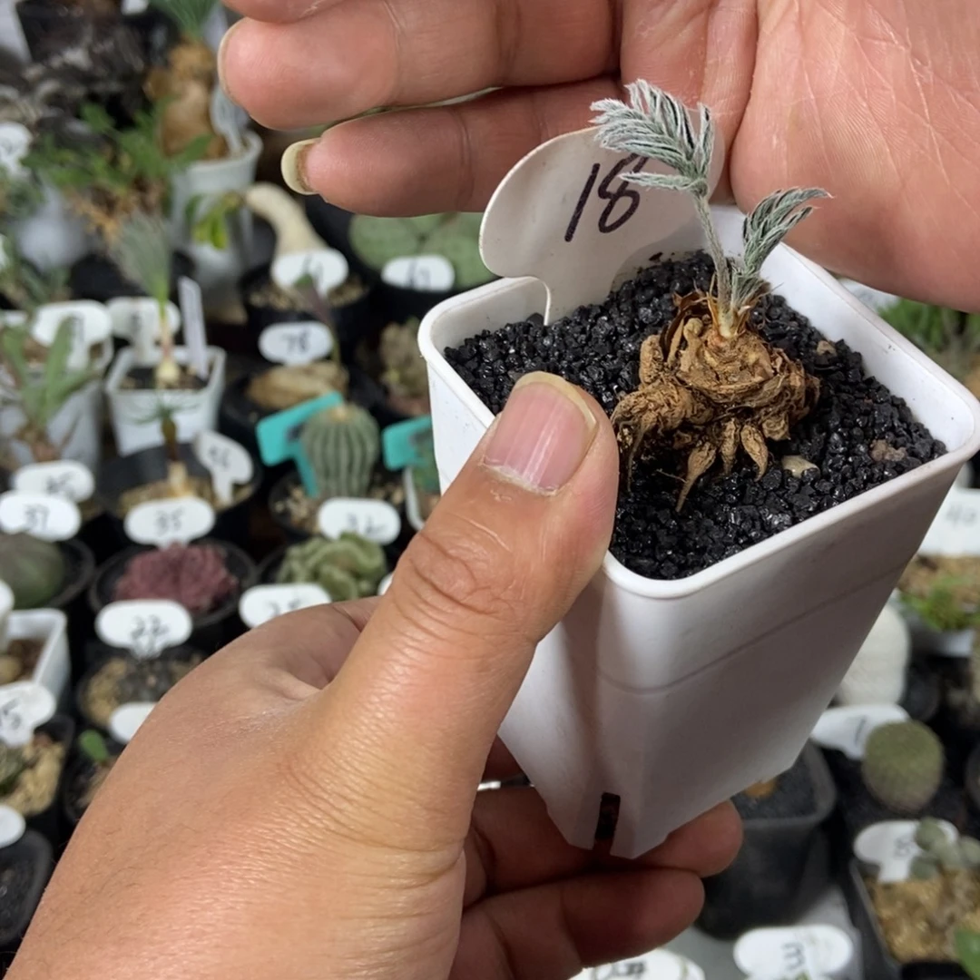 绒戈阳奎一物一拍