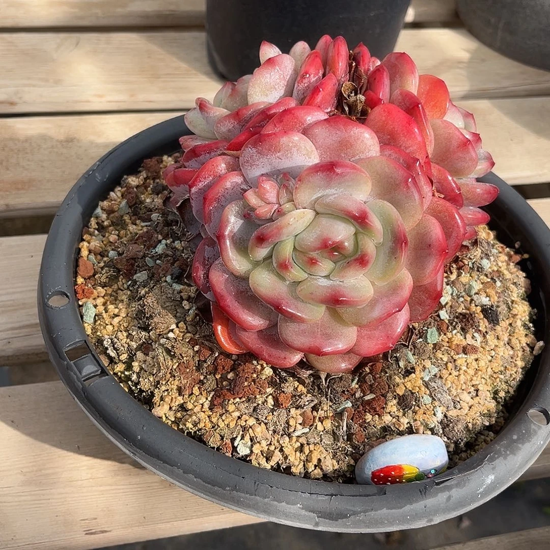 小鹿多肉一物一拍橙子