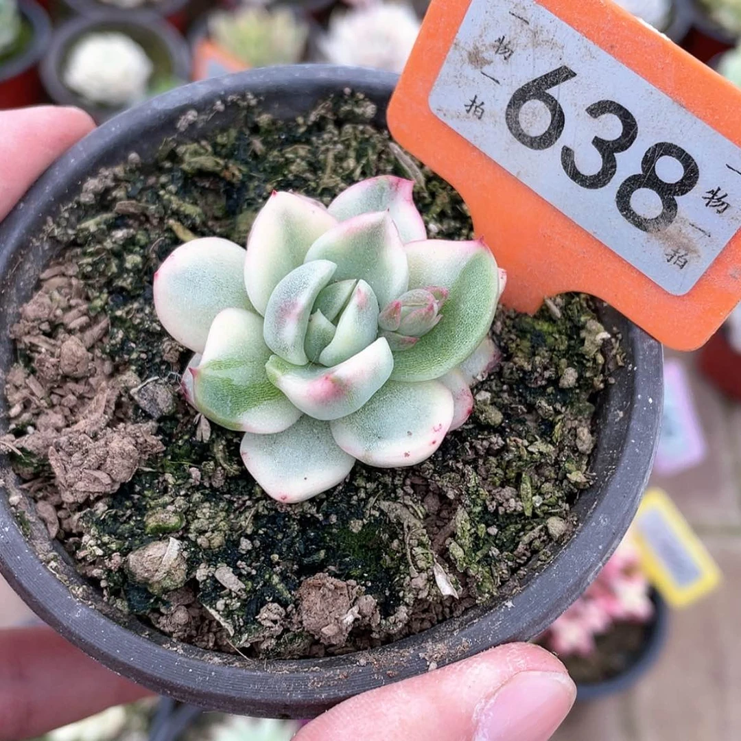 【闪购商品】638号