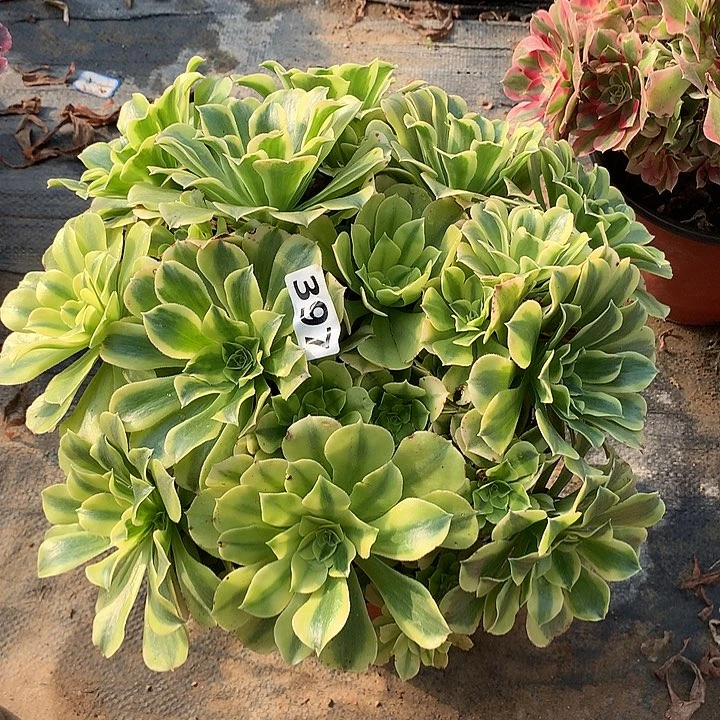 多肉植物绿豆沙397