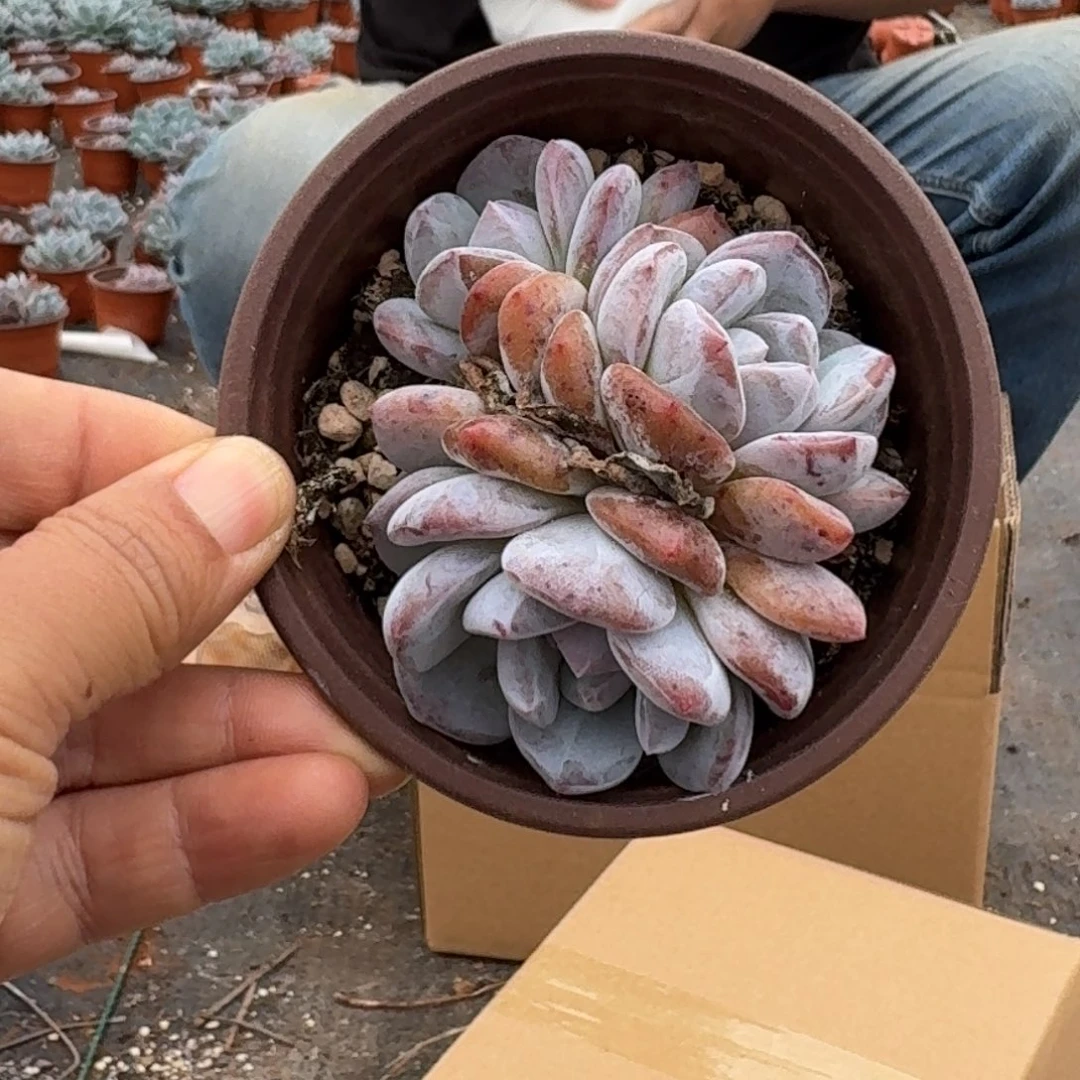 梦露3头4厘米5棵不售后