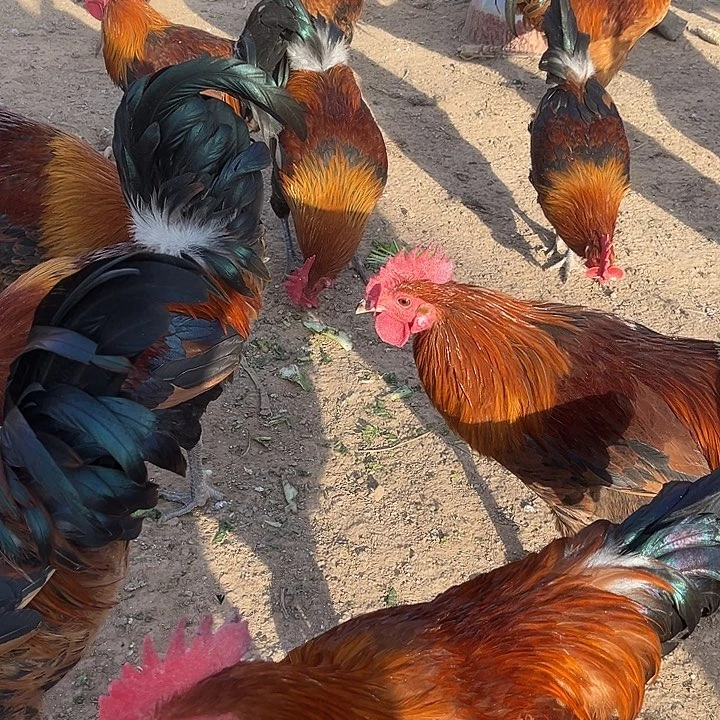 冰箱冷冻30天内食用中国大陆包装