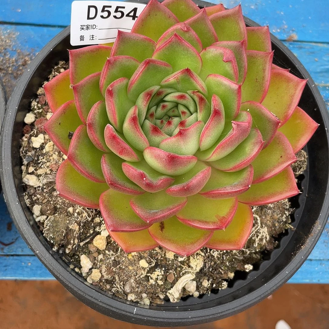 若如东云单拍D554