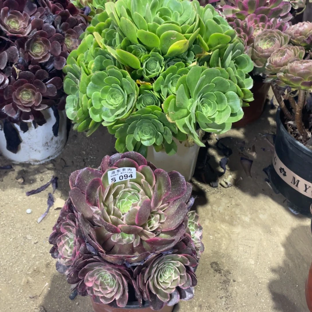 094粉花妖多肉法师断枝不包