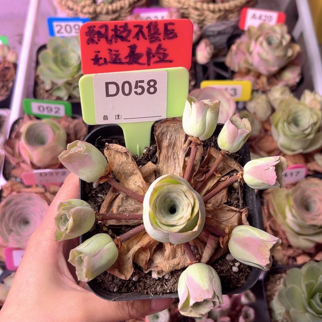 多头山地玫瑰D058