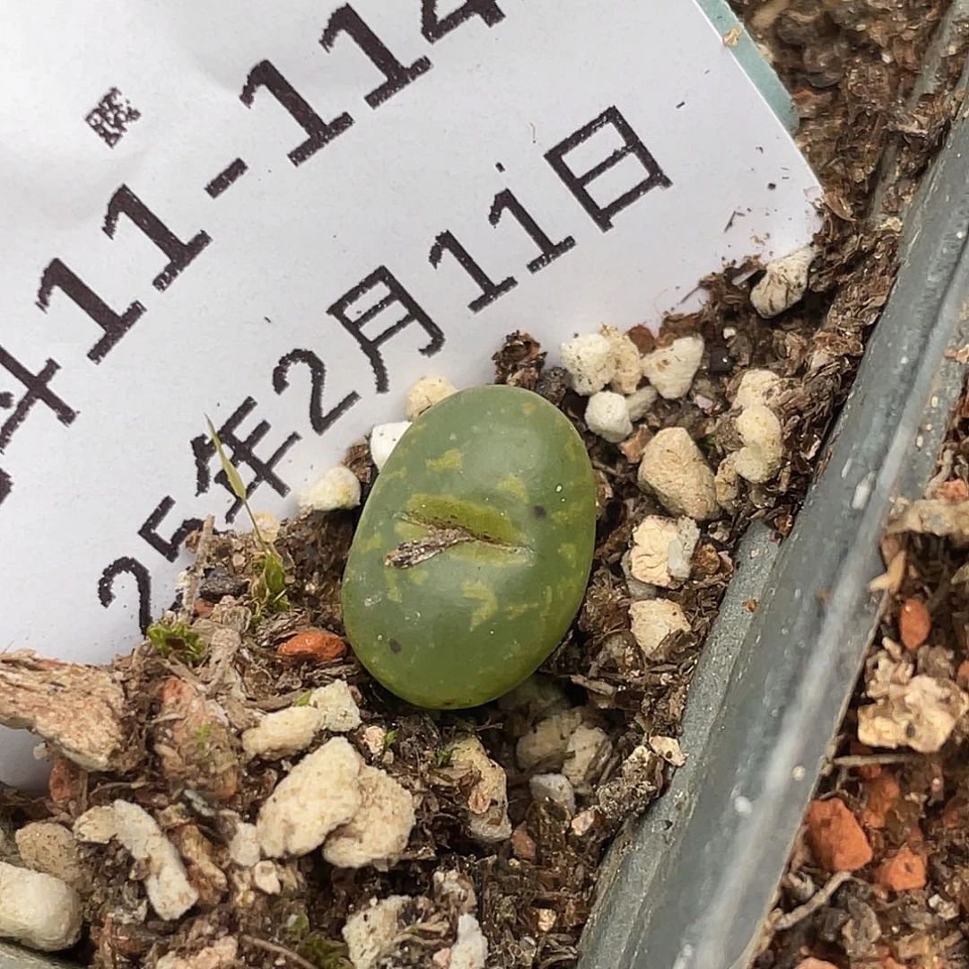 11-114勋章多肉植物