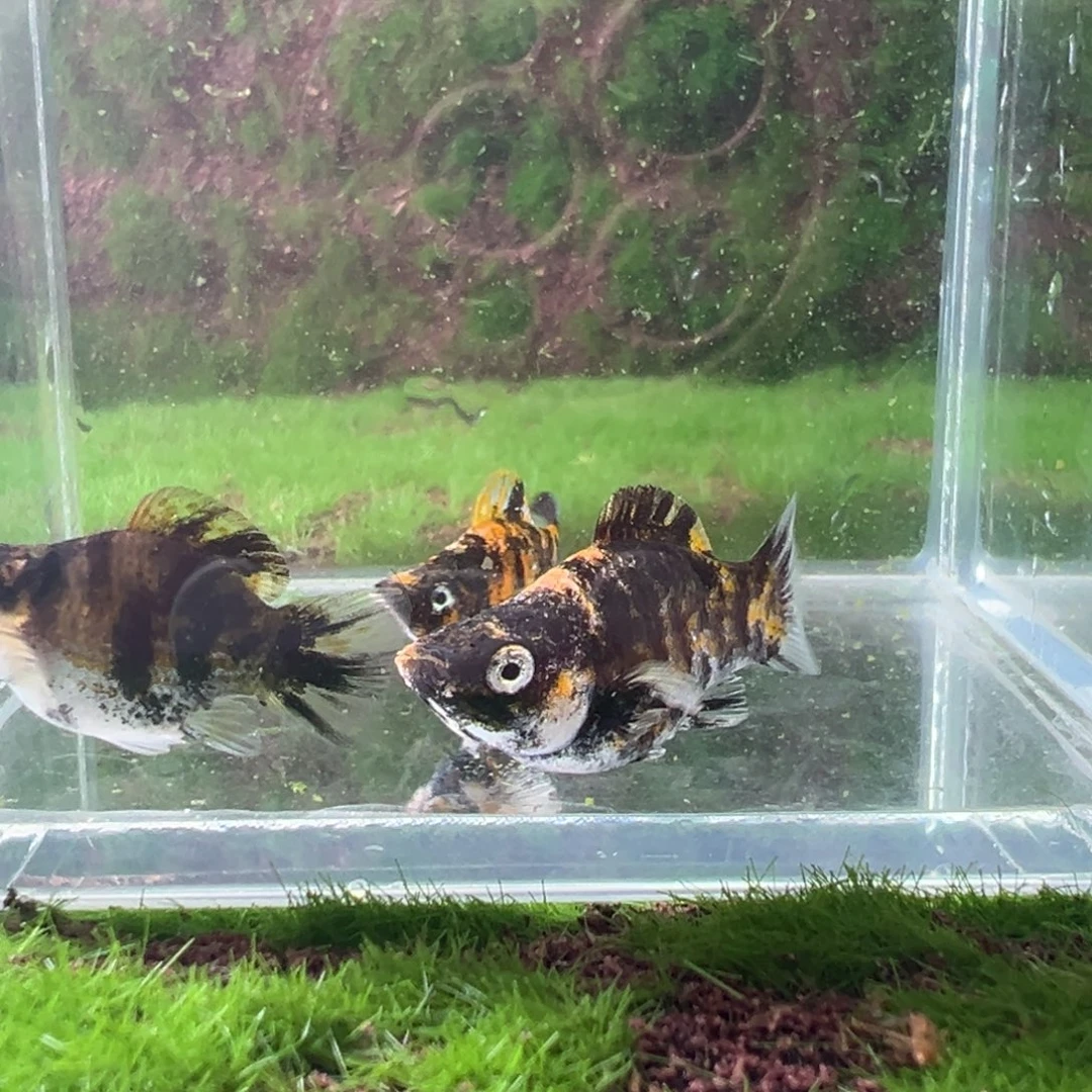 黑玛丽鱼虎纹亚成2母一公