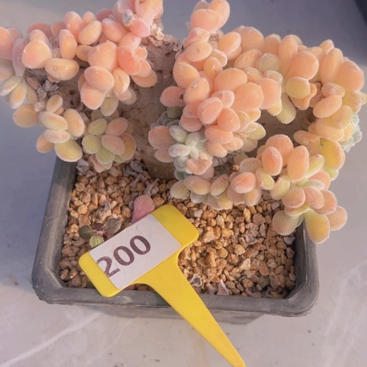 健健康康平平安安